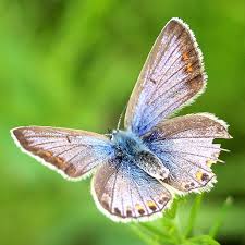 Photo of a moth
